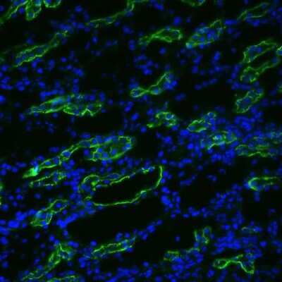 Immunohistochemistry: Aquaporin-3 Antibody [NBP1-97927]
